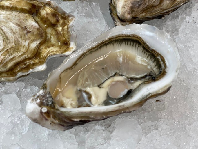 Irische Austern "Julina" - 12 Stück - No.3